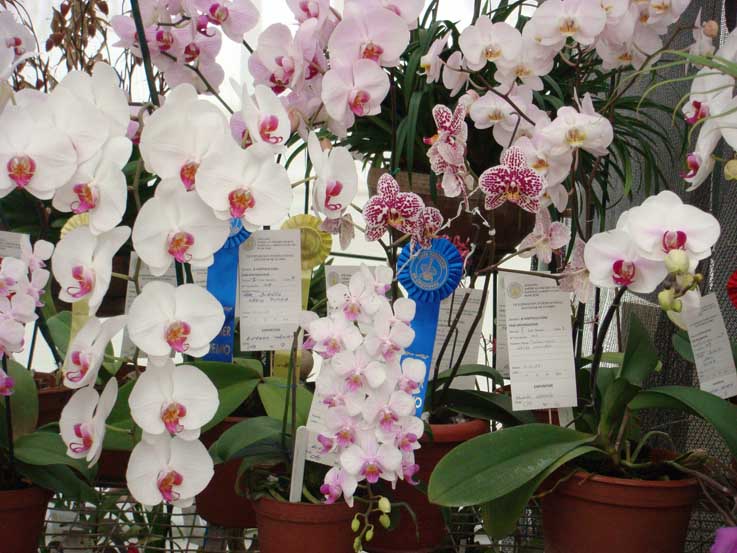 Phalaenopsis